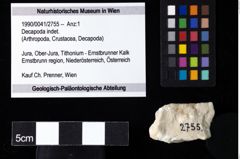 Foto (Objekt + Etiketten) von Decapoda indet. 